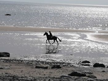 Silhouette dog running on beach against sky during sunset