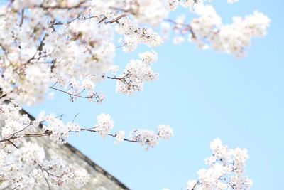 Low angle view of cherry blossom tree
