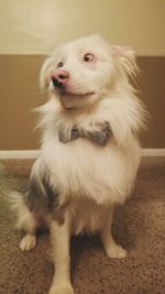 Close-up of a dog looking away