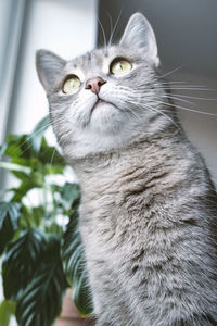 pet