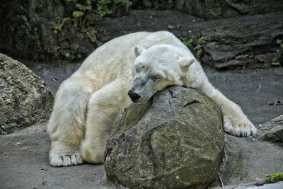 Dog sleeping on rock