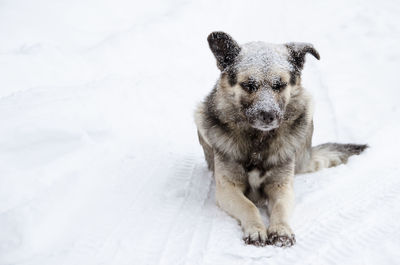 Portrait of dog on snow covered field