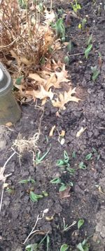 Close up of autumn leaves