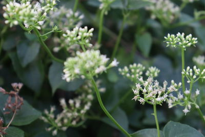 Close-up of flowering plant