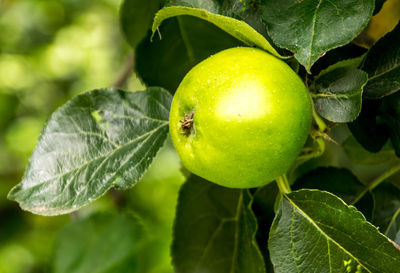 Close-up of apple on tree