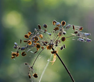 Close-up of insect on spider web on plant