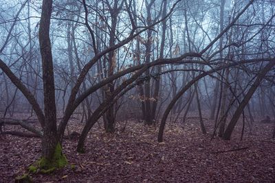 Bare trees in forest
