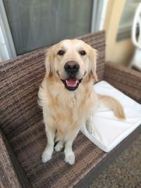 High angle portrait of dog sitting at home