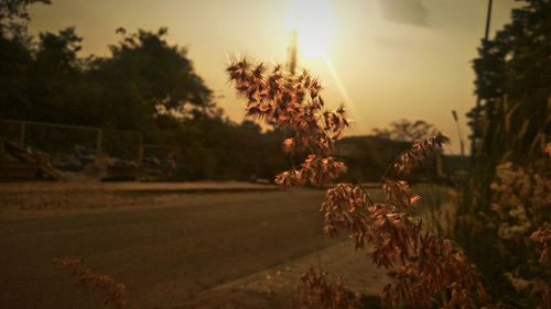Plants on field against sky during sunset