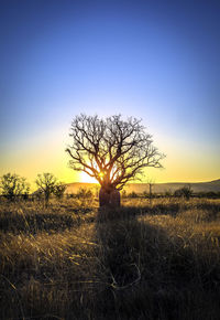 Silhouette bare tree on field against clear sky