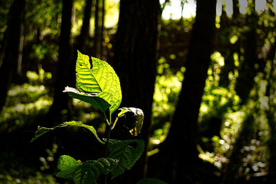 Close-up of fern leaves on tree trunk in forest