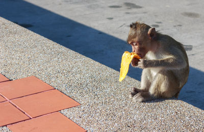 Monkey eating food