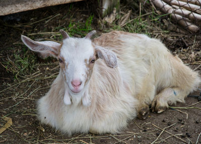 Portrait of a sheep on field