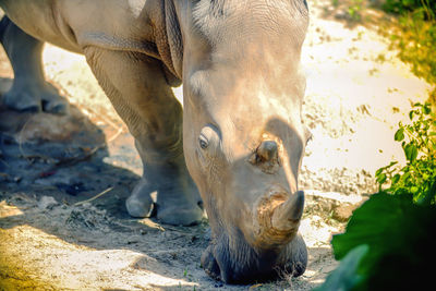 Close-up of white rhino eating glass