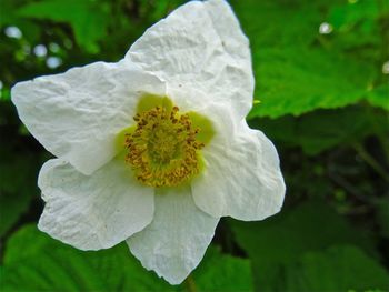 Close-up of white flowers