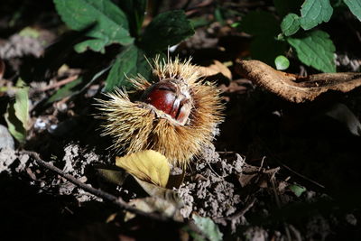 Close-up of fruit growing on plant