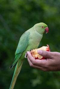 Cropped image of hand holding parrot