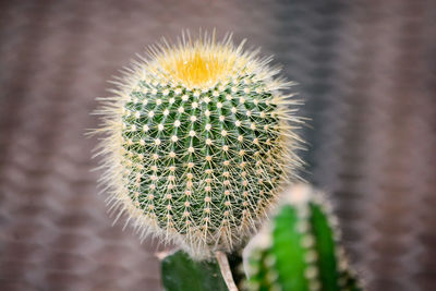 Close-up of cactus plant