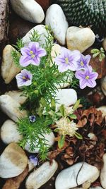 Close-up of purple flowers