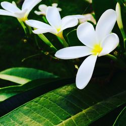 Close-up of white flowers blooming outdoors