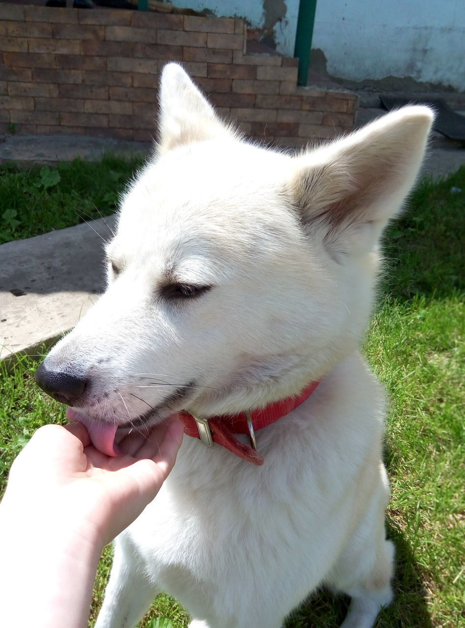 person, domestic animals, holding, part of, pets, mammal, cropped, white color, close-up, unrecognizable person, day, outdoors, animal body part, personal perspective, focus on foreground, white, grass, lifestyles, nature