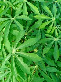 High angle view of plant growing on field