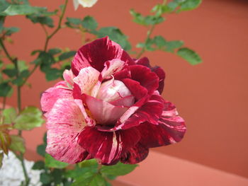 Close-up of red rose