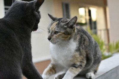 Close-up of a cat looking away