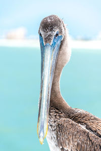 Close-up of pelican against blue sky