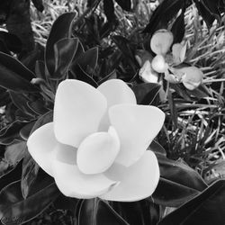 Close-up of flowers