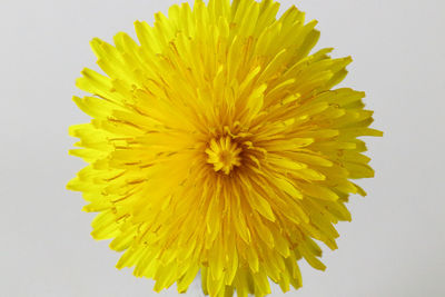 Close-up of yellow flower against white background