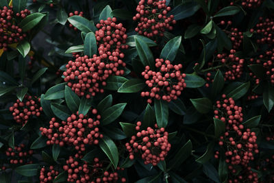 Close-up of berries on tree