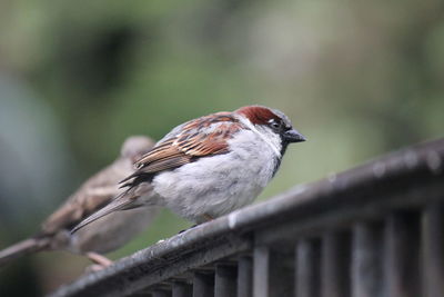 Close-up of bird perching on railing