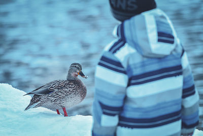 Rear view of bird perching on a snow