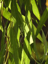 Close-up of green leaves