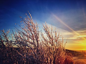 Plants on field against sky at sunset