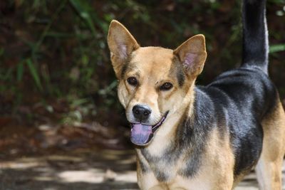 Close-up portrait of a dog