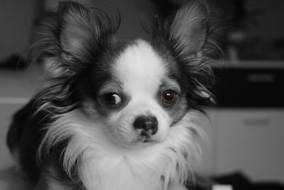 Close-up portrait of dog