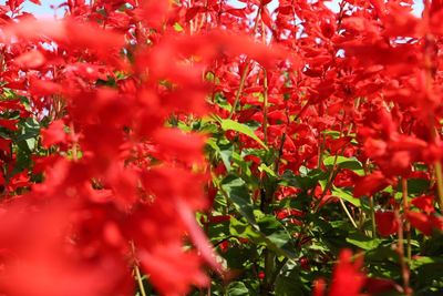 Full frame shot of red flowers