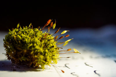 Close-up of yellow flower plant