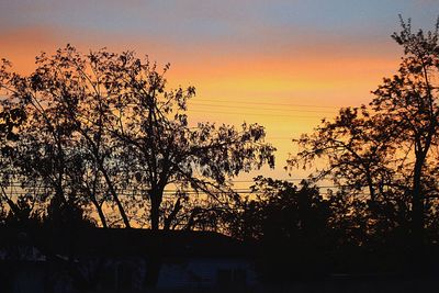 Trees at sunset