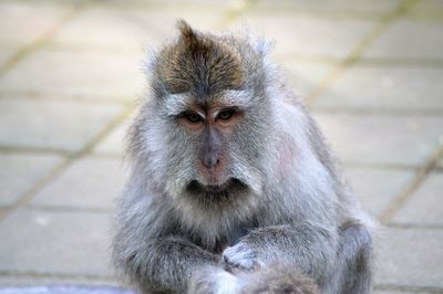 Close-up portrait of monkey