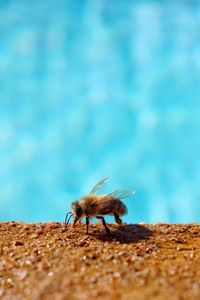 Close-up of bee on land