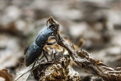 Close-up of insect on plant