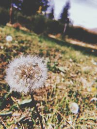 Close-up of dandelion flower on field