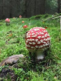 Close-up of mushroom growing on field