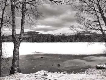 bare tree