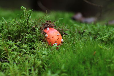 Close-up of mushroom growing on field