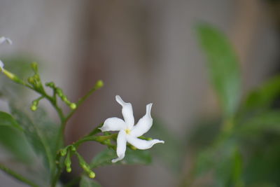 Close-up of white flowering plant