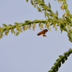 Low angle view of bee flying against sky